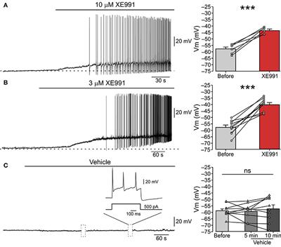 The Role of Kv7/M Potassium Channels in Controlling Ectopic Firing in Nociceptors